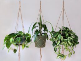 hanging pot plants online