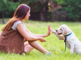 Signs Showing That You Need a Professional Trainer for Your Dog?