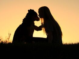 Ways To Help Pet Owner To Heal After the Death of A Pet