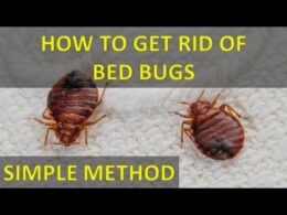 What is Bedbug