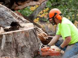 4 Good Reasons to Hire Tree Trimming or Tree Removal Services