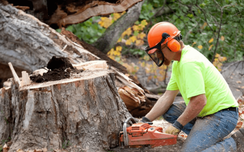 4 Good Reasons to Hire Tree Trimming or Tree Removal Services